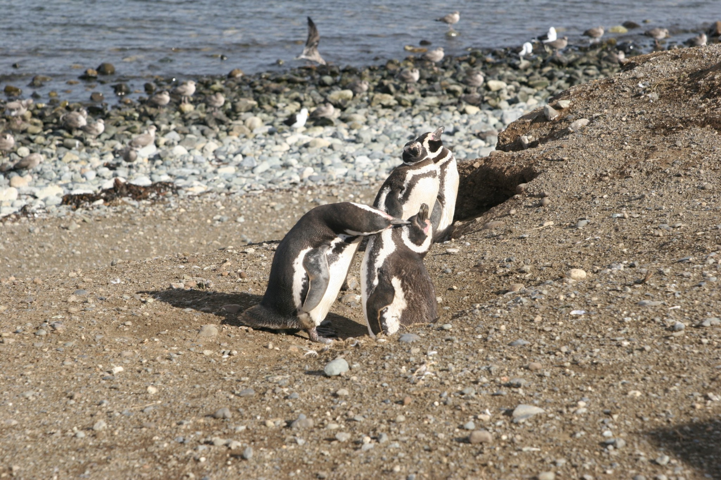 isla marta.webp